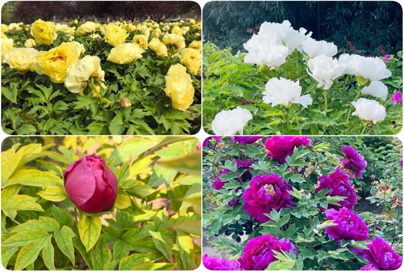 f:id:ef651065:20260428204510j:image