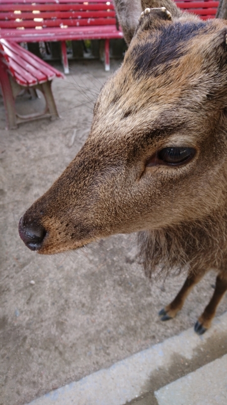 f:id:efforll:20180113141937j:image:w360