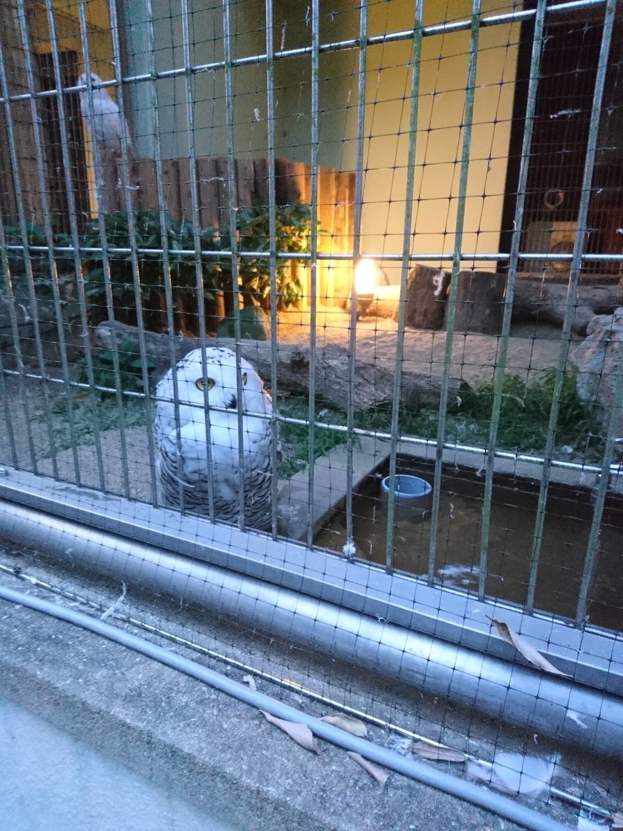 f:id:efforll:20190820161411j:plain