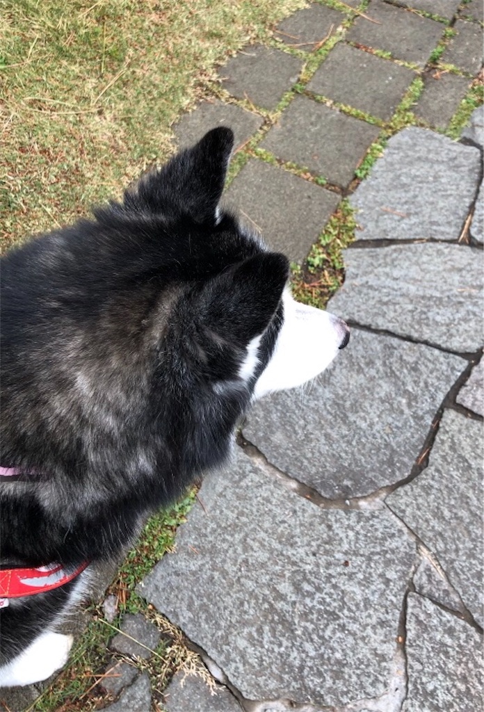 f:id:eflime:20190417150210j:image f:id:eflime:20190417150210j:image