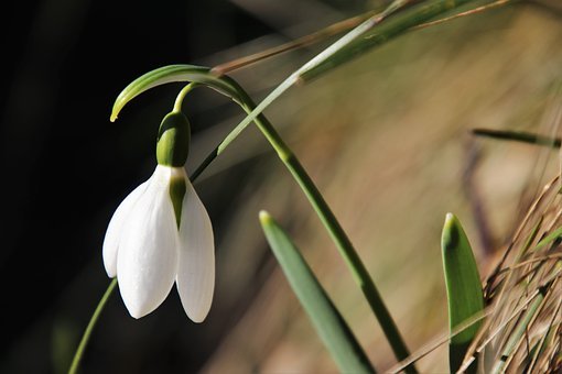 ２月２日の誕生花ー花言葉への想い ほほえみつこドットコム