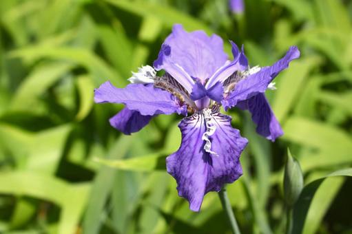 ４月５日の誕生花ー花言葉への想い ほほえみつこドットコム
