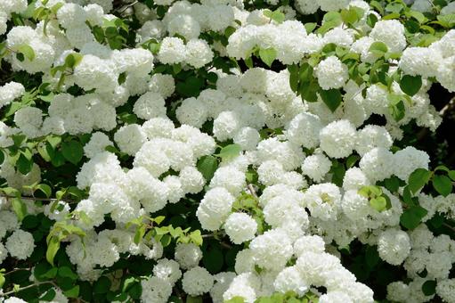 ４月２４日の誕生花ー花言葉への想い ほほえみつこドットコム