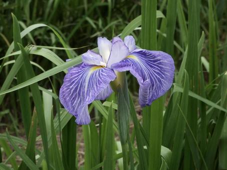5月5日の誕生花ー花言葉への想い - ほほえみつこドットコム