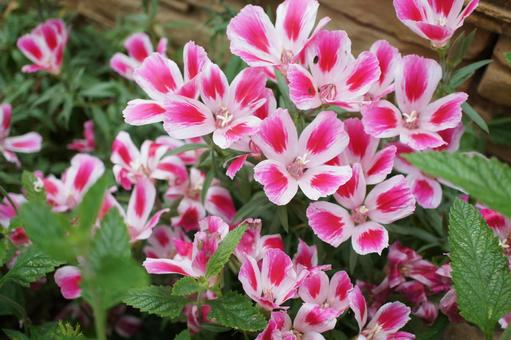 ６月４日の誕生花ー花言葉への想い ほほえみつこドットコム