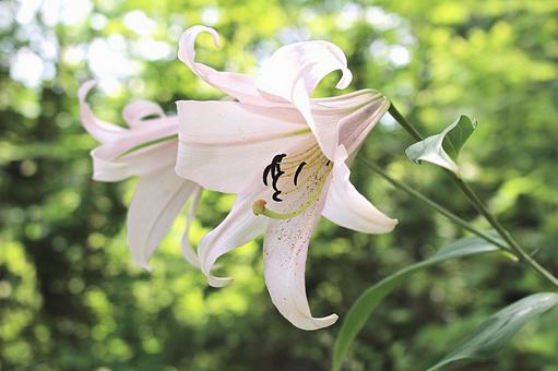 ６月１７日の誕生花ー花言葉への想い ほほえみつこドットコム