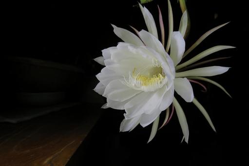 ７月１９日の誕生花ー花言葉への想い ほほえみつこドットコム