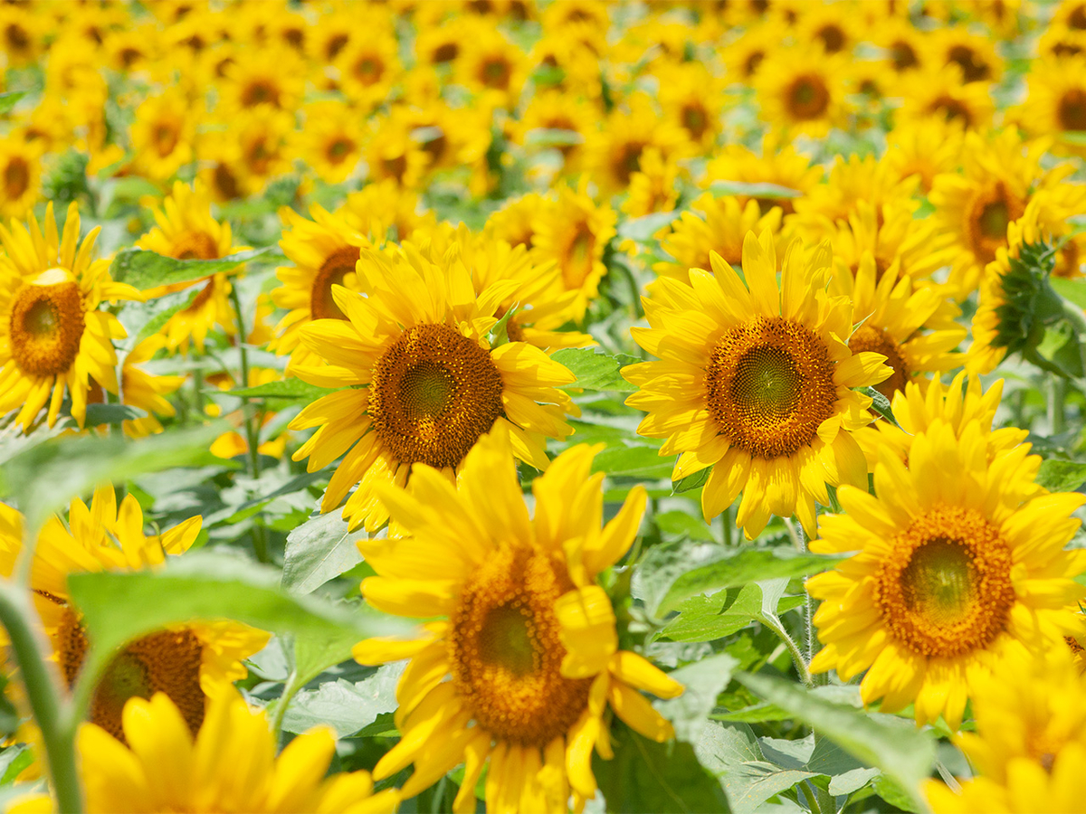 ８月３１の誕生花ー花言葉への想い ほほえみつこドットコム