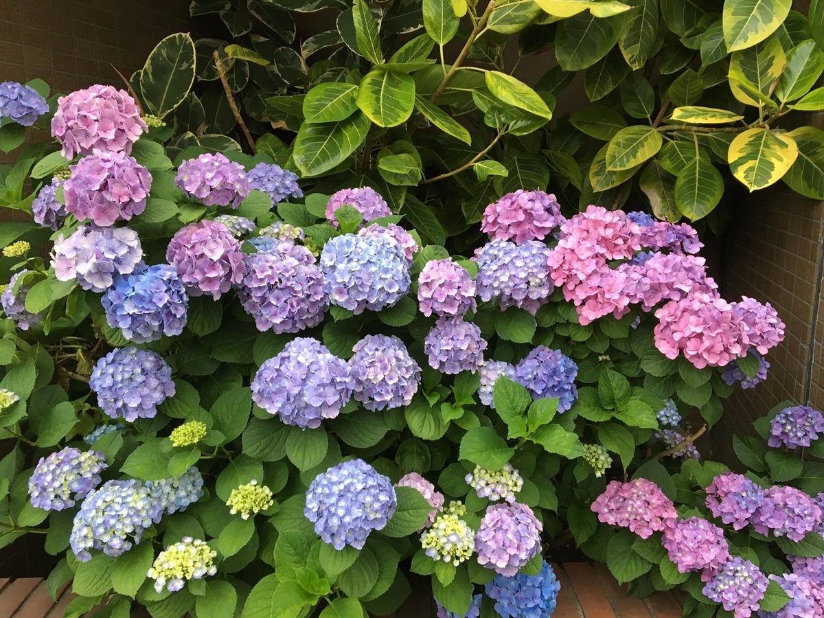 f:id:egao89:20200601130905j:plain f:id:egao89:20200601130905j:plain
