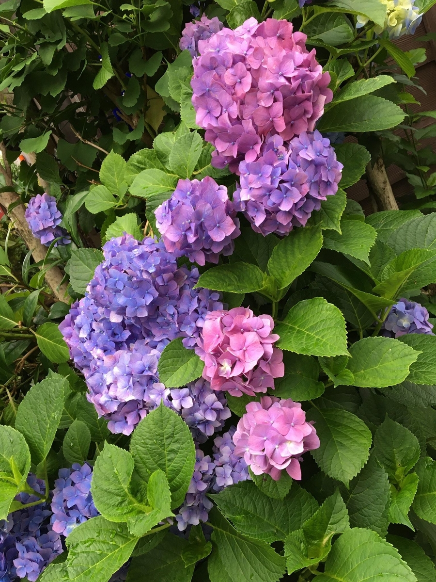 f:id:egao89:20200607082043j:plain