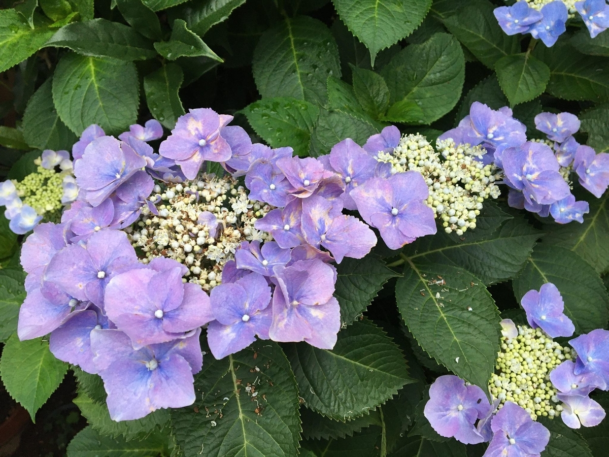f:id:egao89:20200607082202j:plain