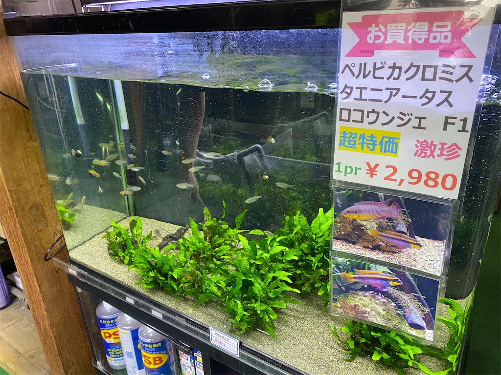 f:id:egaodegenki:20231009170737j:image f:id:egaodegenki:20231009170737j:image