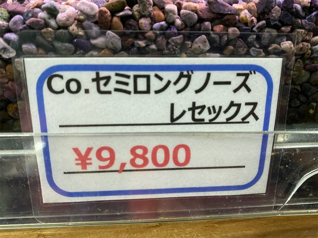 f:id:egaodegenki:20231105221749j:image