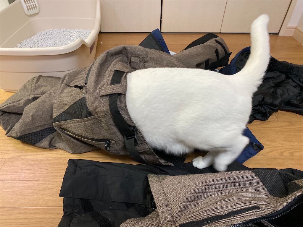 f:id:egaodegenki:20231114183747j:image