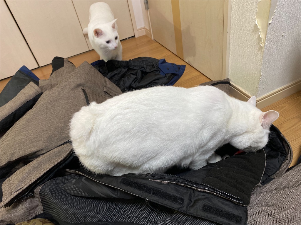 f:id:egaodegenki:20231114183750j:image