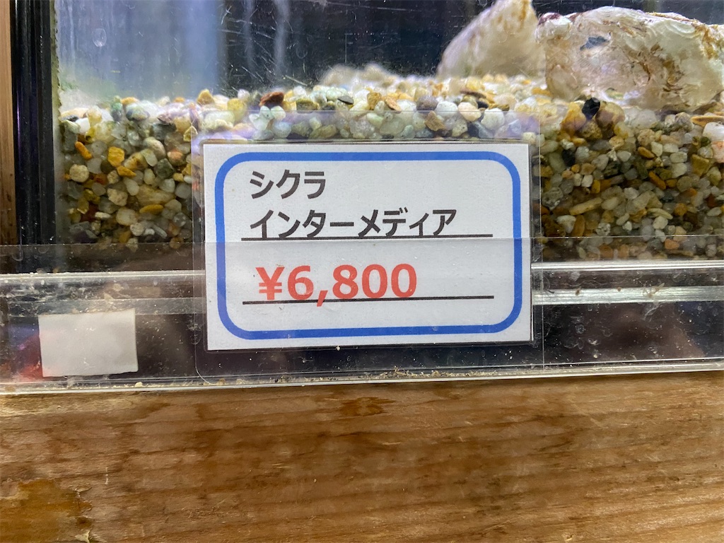 f:id:egaodegenki:20240610235404j:image