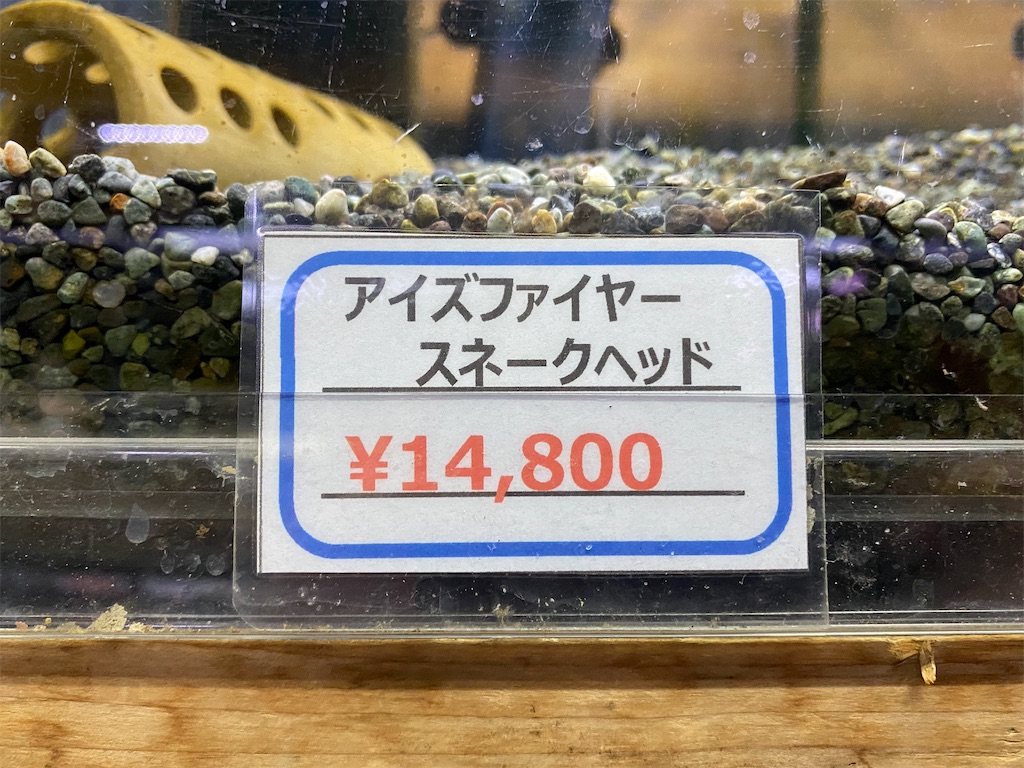 f:id:egaodegenki:20240610235523j:image