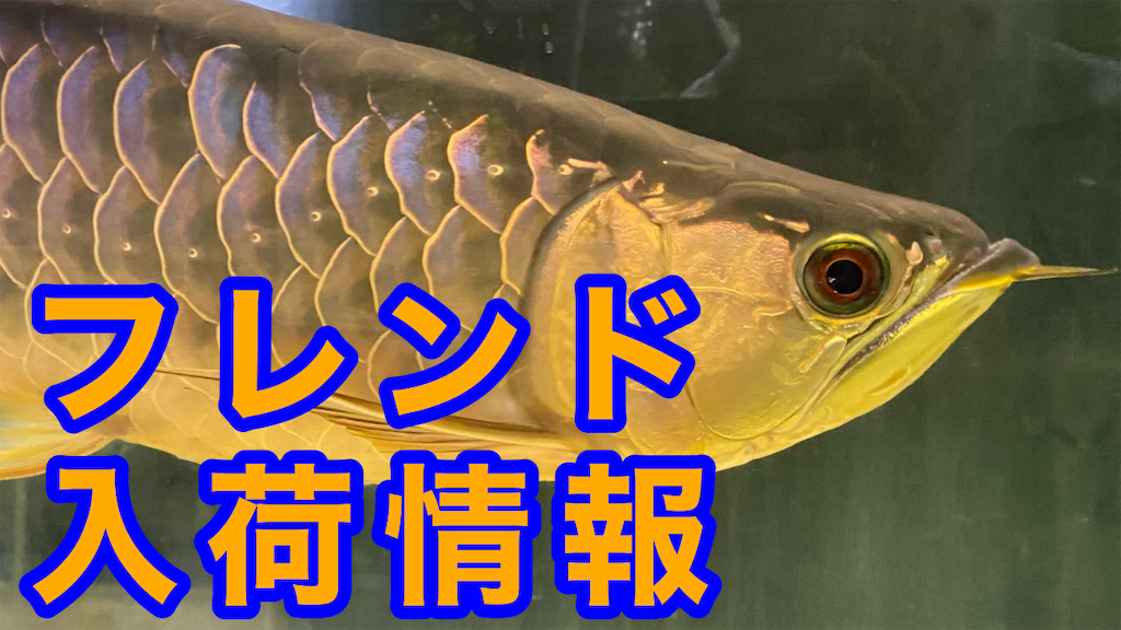 f:id:egaodegenki:20240611000103p:image