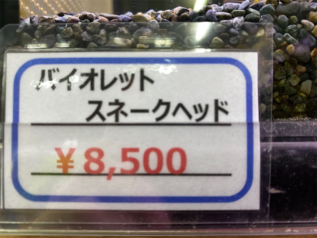 f:id:egaodegenki:20240625001906j:image