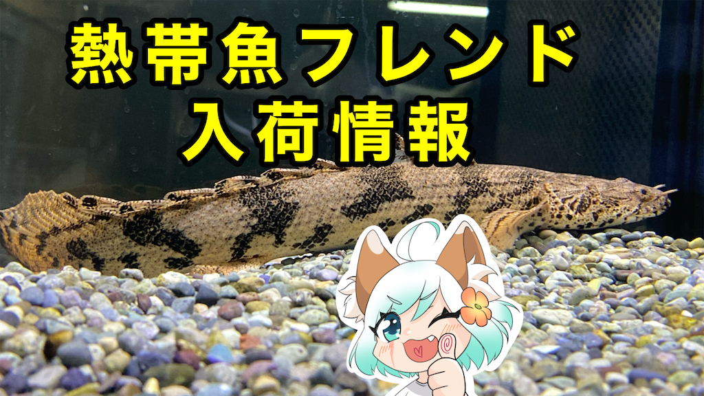 f:id:egaodegenki:20240625023848p:image