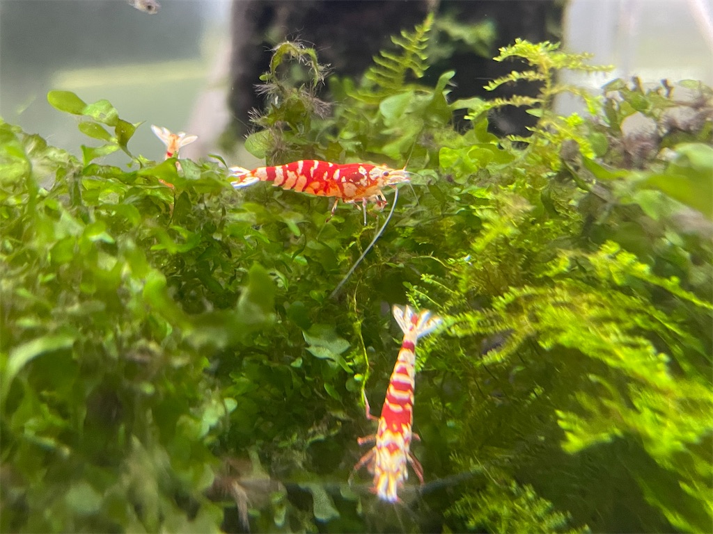 f:id:egaodegenki:20250129164612j:image