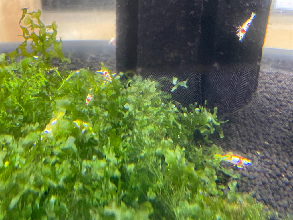 f:id:egaodegenki:20250129165620j:image