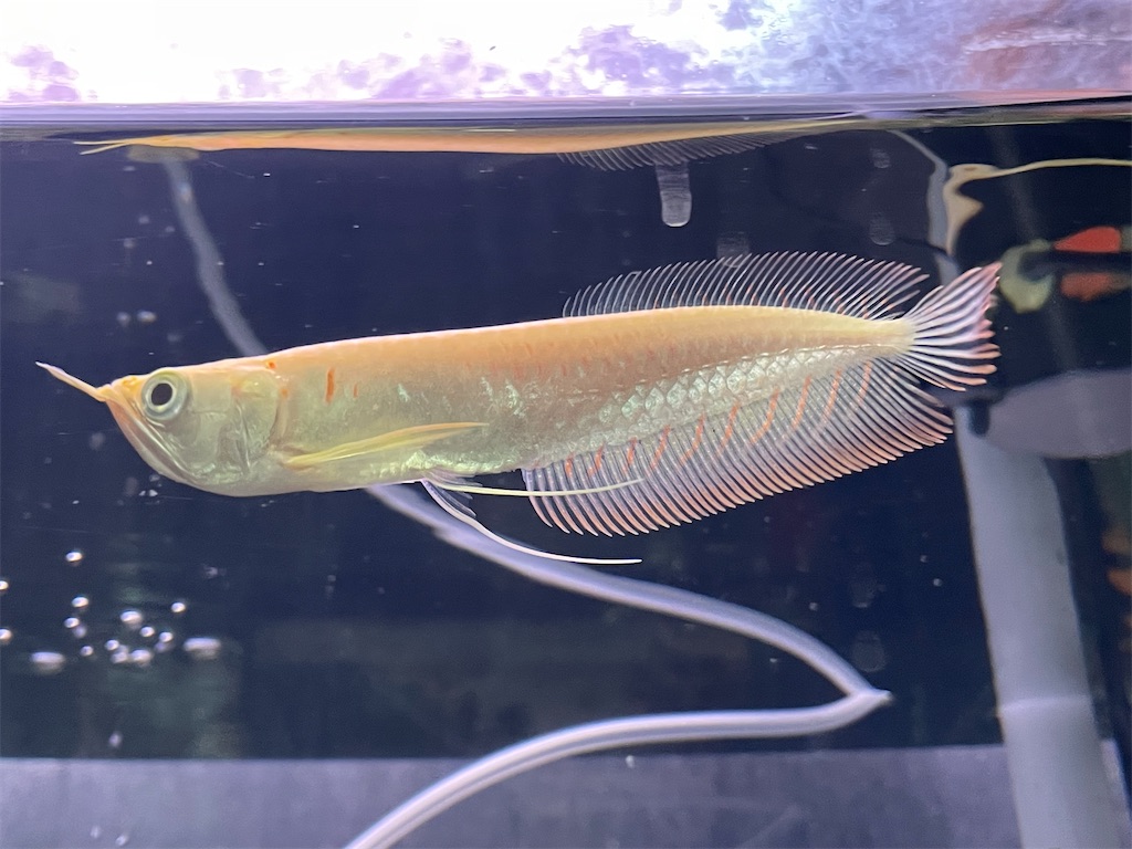 f:id:egaodegenki:20250129165734j:image