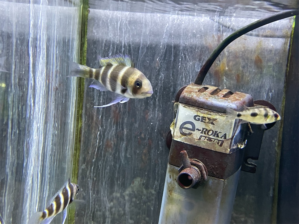 f:id:egaodegenki:20250129165841j:image