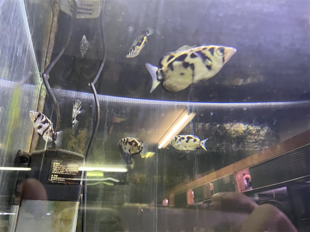 f:id:egaodegenki:20250129170006j:image