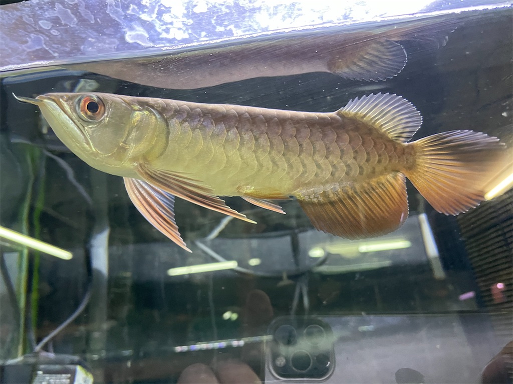 f:id:egaodegenki:20250129170042j:image