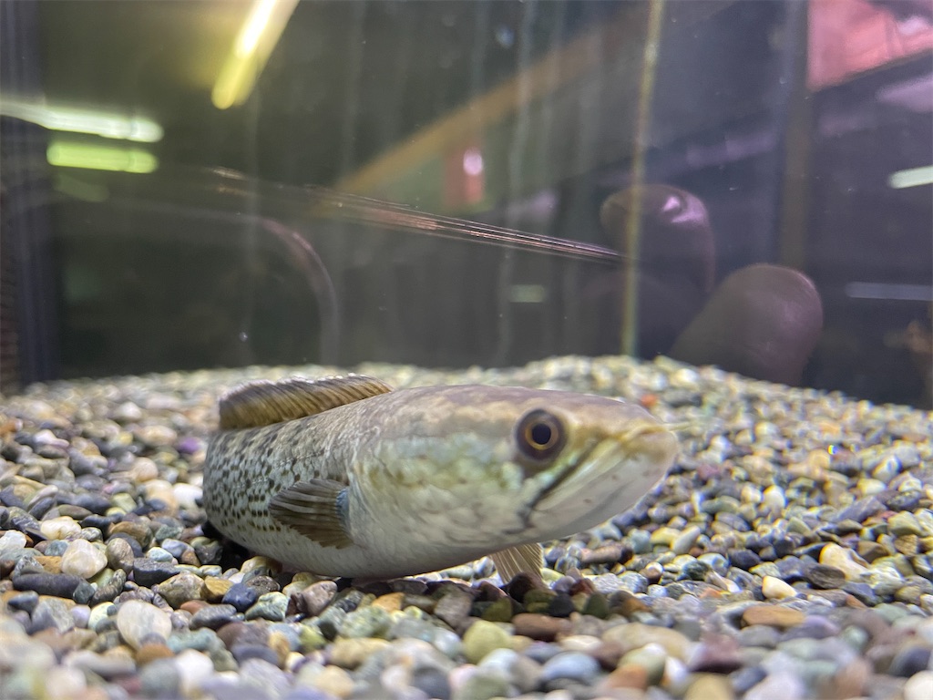 f:id:egaodegenki:20250129170046j:image