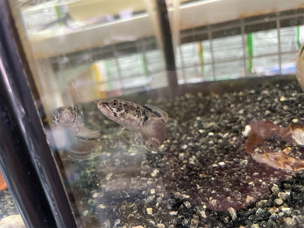 f:id:egaodegenki:20250129170121j:image