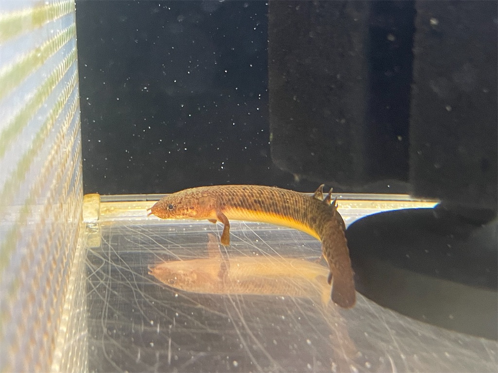 f:id:egaodegenki:20250129170204j:image