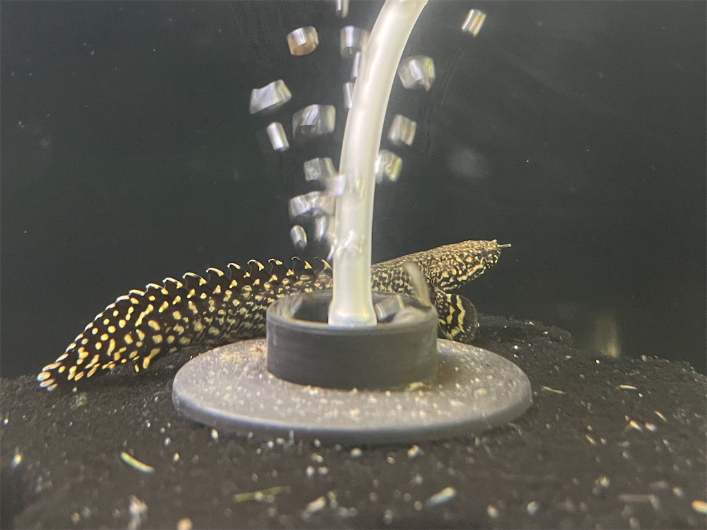 f:id:egaodegenki:20250129170211j:image