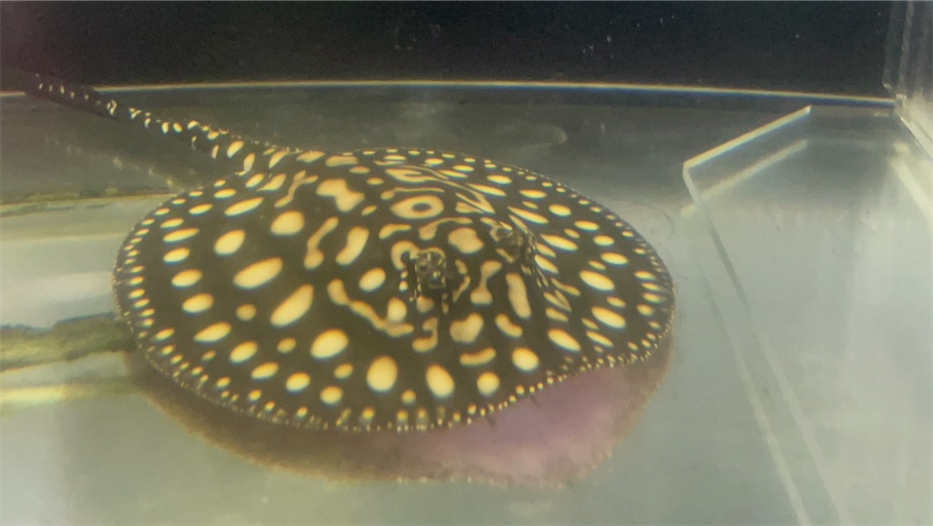 f:id:egaodegenki:20250129170835j:image