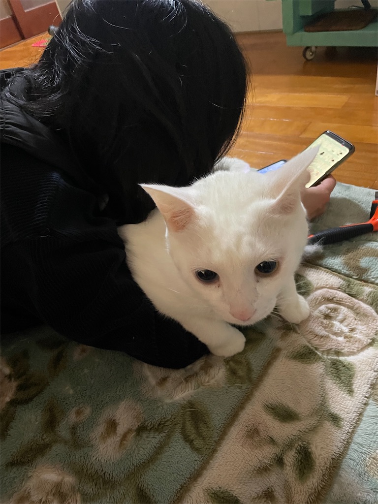 f:id:egaodegenki:20260118082231j:image