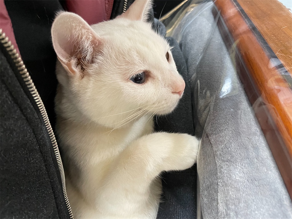 f:id:egaodegenki:20260118082233j:image