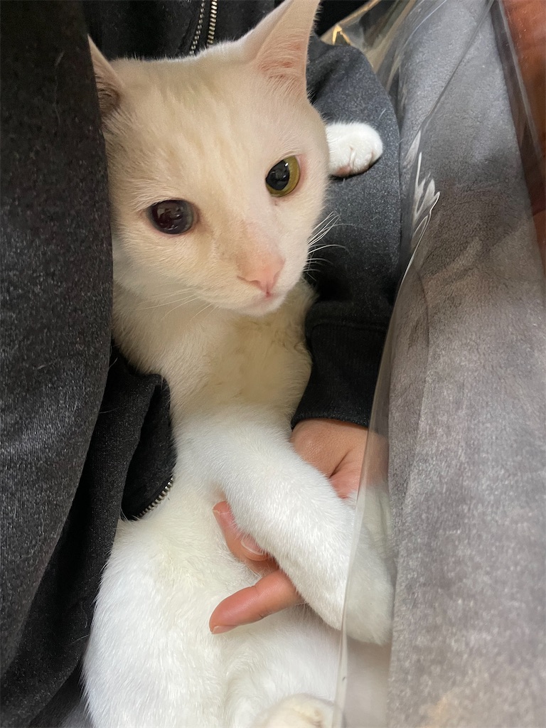 f:id:egaodegenki:20260118082236j:image