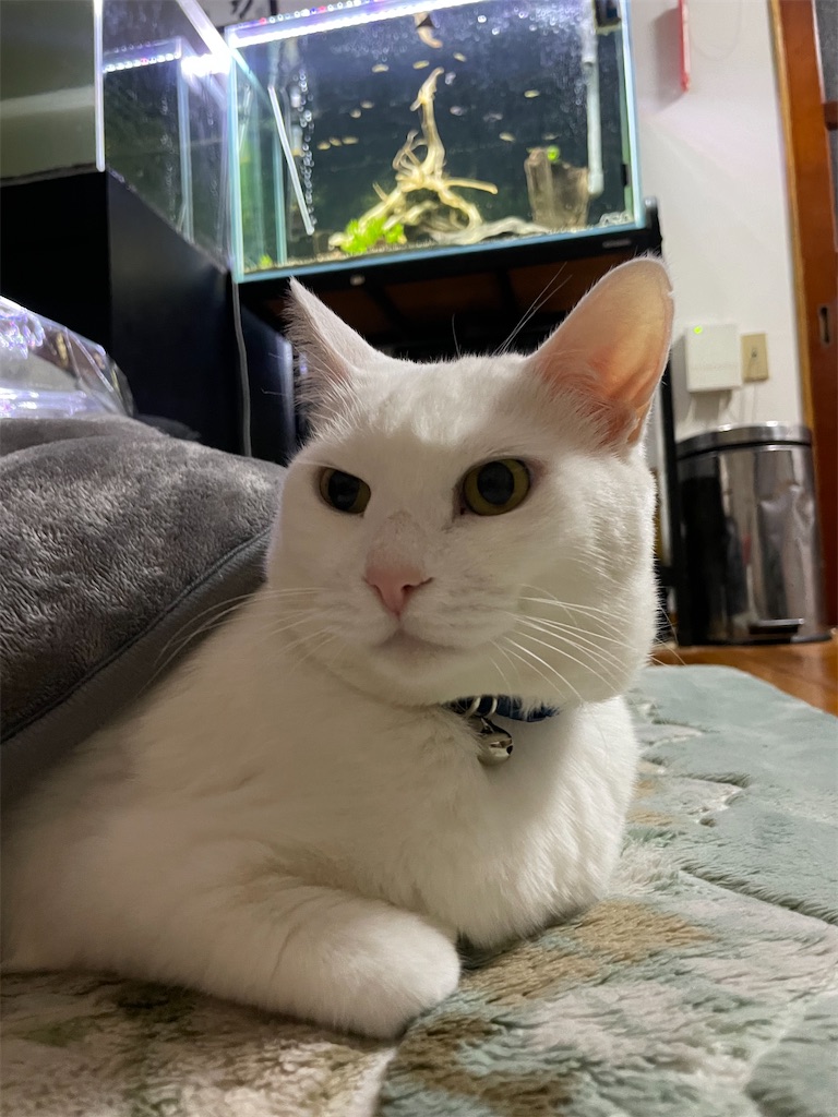 f:id:egaodegenki:20260118082240j:image