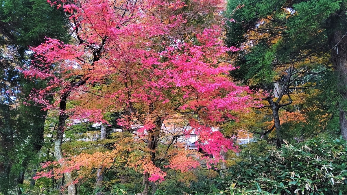 f:id:egaosouzoku:20211112215540j:plain