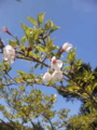 20110429151846