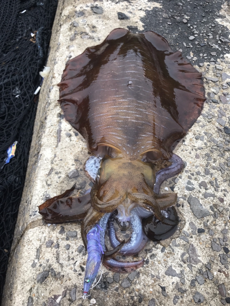 エギングin野母崎 松浦 爆買いのkがゆく 2キロオーバーはここにもいました ﾟdﾟ エギングで呼子 唐津 平戸方面で活躍してる集団のブログ