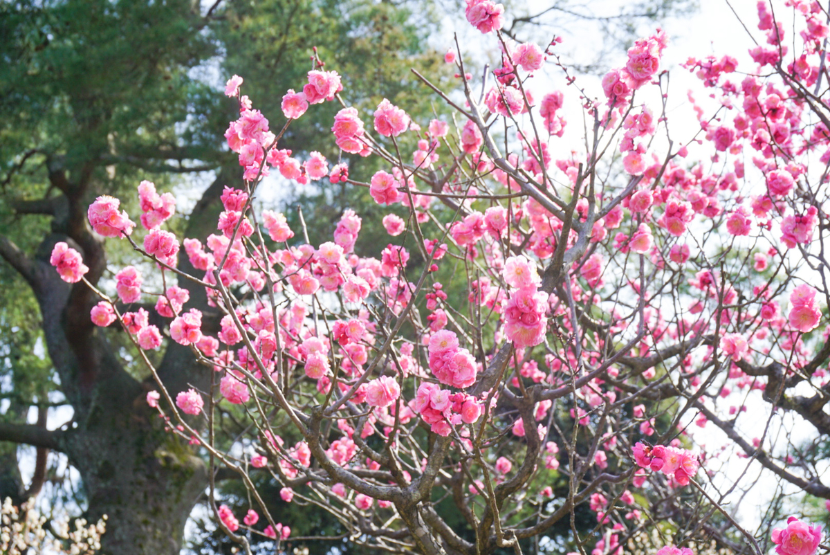 f:id:egomamax:20200404163351j:plain