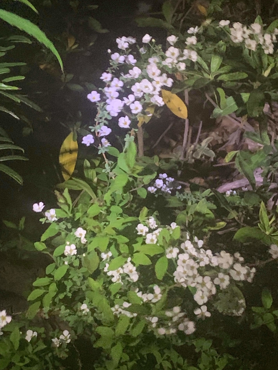 f:id:egotamorinoie:20190329003409j:plain
