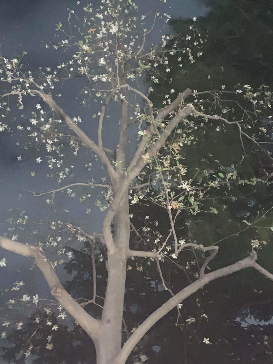 f:id:egotamorinoie:20190329003506j:plain