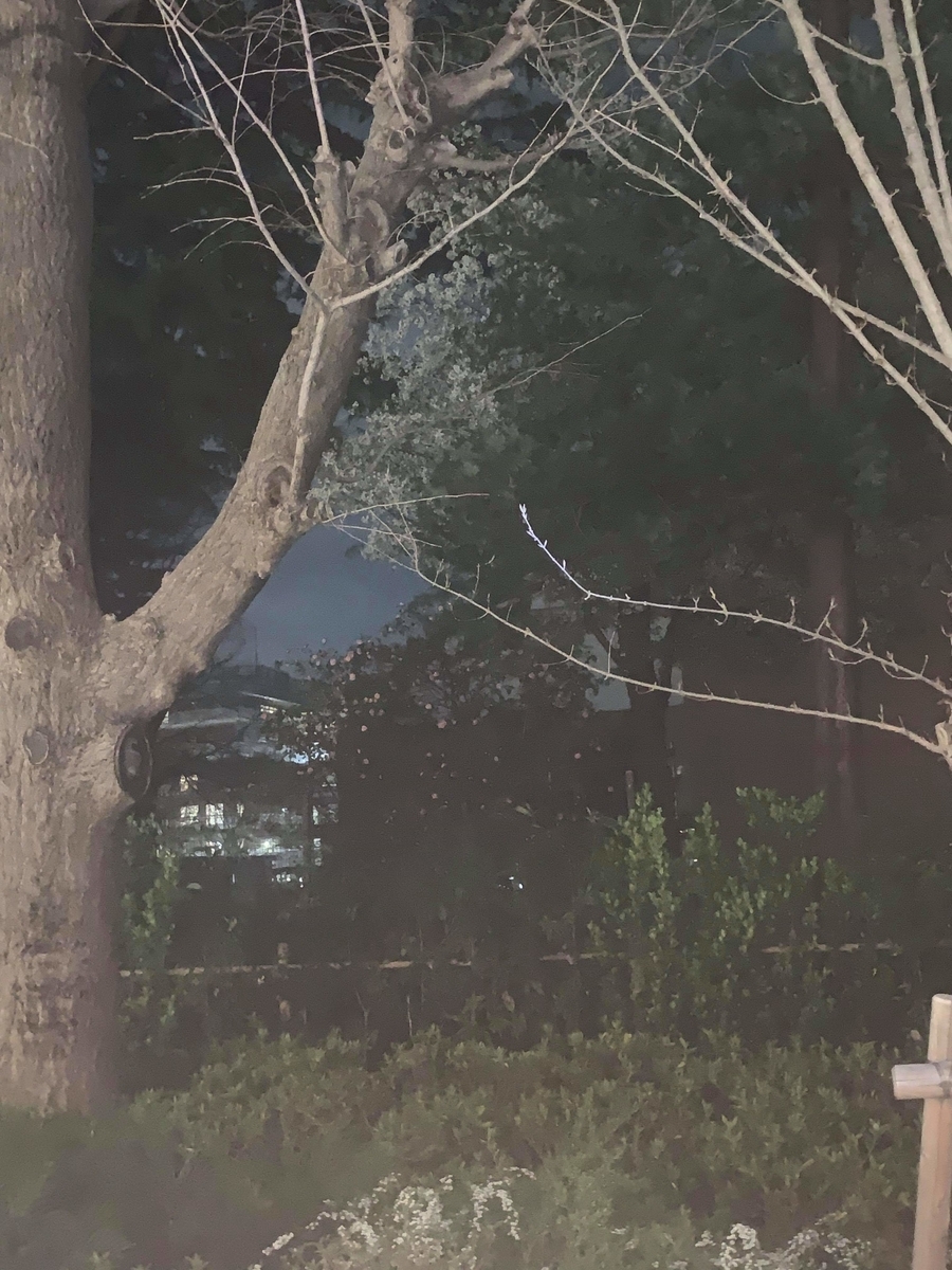 f:id:egotamorinoie:20190329003752j:plain