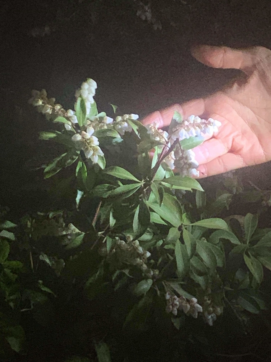 f:id:egotamorinoie:20190329003858j:plain