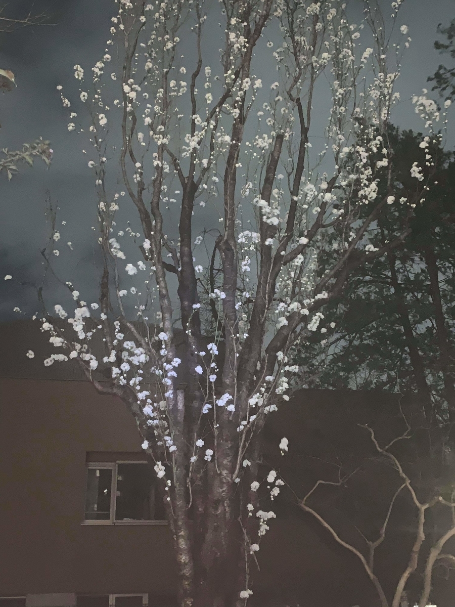 f:id:egotamorinoie:20190329003949j:plain