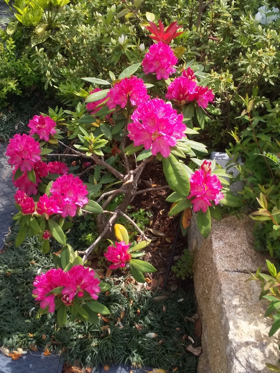 f:id:egotamorinoie:20190420143743j:plain f:id:egotamorinoie:20190420143743j:plain