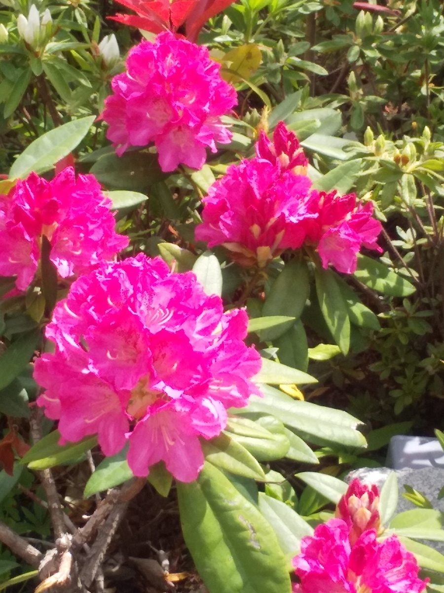 f:id:egotamorinoie:20190420143802j:plain f:id:egotamorinoie:20190420143802j:plain